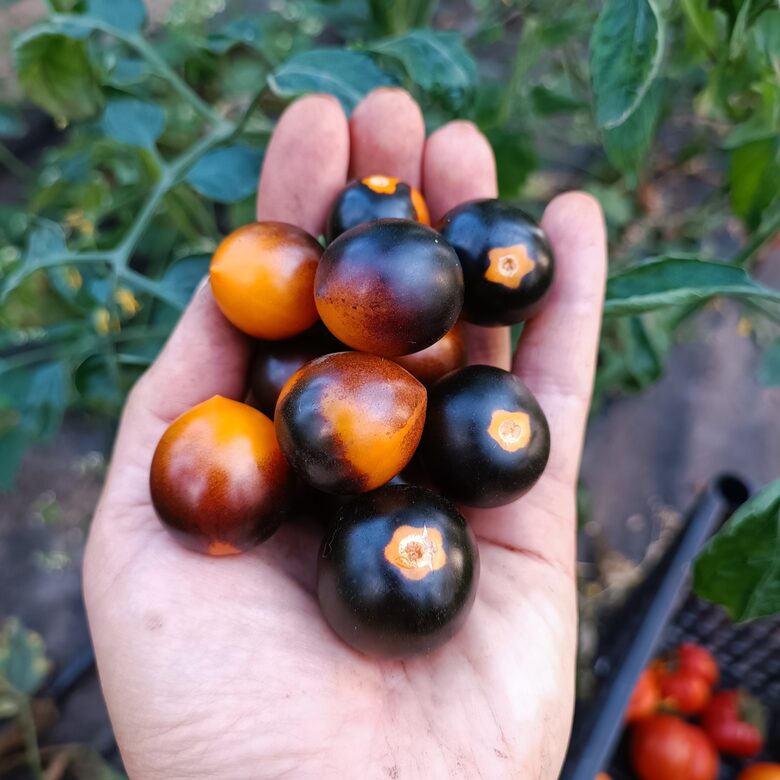  Blue Cream Berries ( 10 tomātu sēklas)
